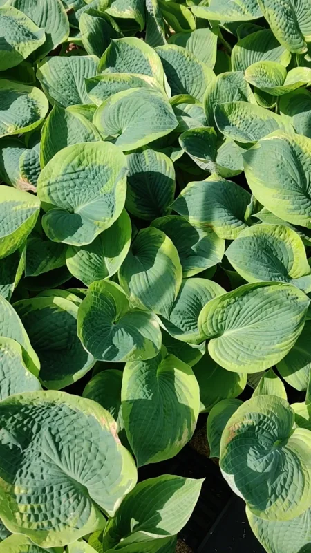 Hosta Frances Williams Live Plant – 5.25" Pot – Perennial Shade Plant Hosta Frances Williams Live Plant – 5.25" Pot – Perennial Shade Plant - Image 2