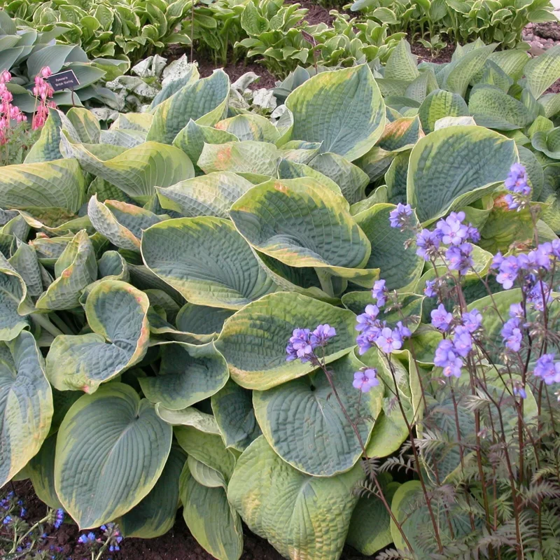 Hosta Frances Williams Live Plant – 5.25" Pot – Perennial Shade Plant Hosta Frances Williams Live Plant – 5.25" Pot – Perennial Shade Plant - Image 3