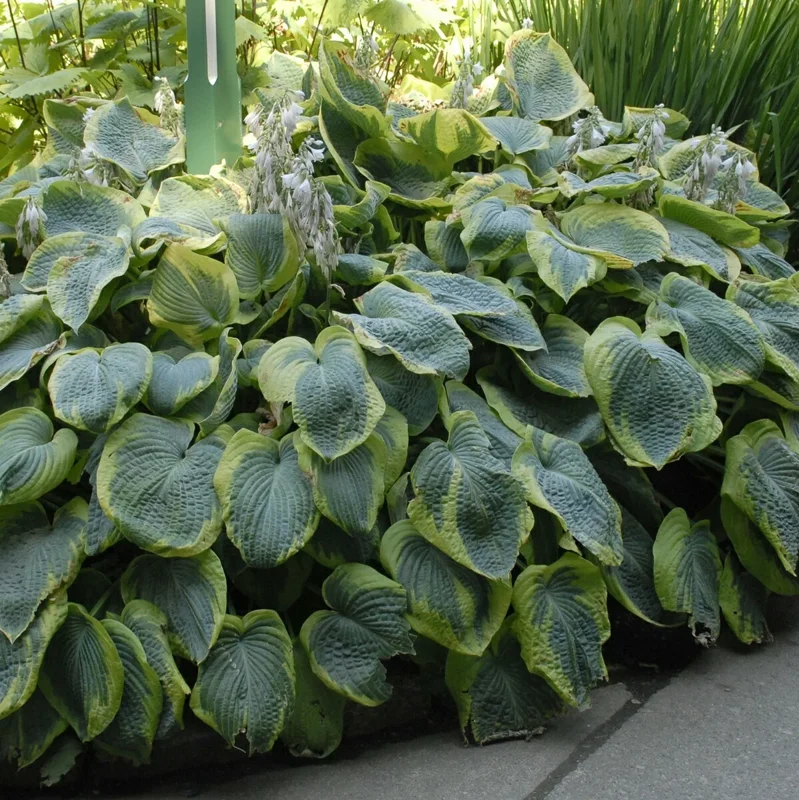 Hosta Frances Williams Live Plant – 5.25" Pot – Perennial Shade Plant Hosta Frances Williams Live Plant – 5.25" Pot – Perennial Shade Plant - Image 4