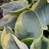 Hosta Frances Williams Live Plant – 5.25" Pot – Perennial Shade Plant Hosta Frances Williams Live Plant – 5.25" Pot – Perennial Shade Plant - Image 1
