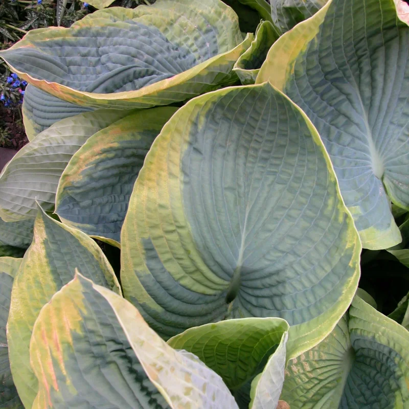 Hosta Frances Williams Live Plant – 5.25" Pot – Perennial Shade Plant Hosta Frances Williams Live Plant – 5.25" Pot – Perennial Shade Plant - Image 1