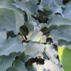Hosta Frill Ride Live Plant – 5.25" Pot – Shade Perennial - Image 1