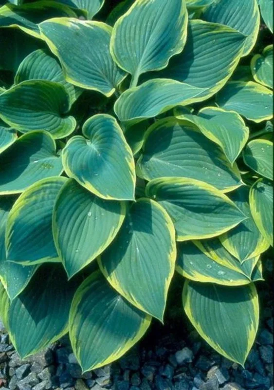 Hosta Frost Giant Live Plant – 5.25" Pot Perennial Shade Plant Hosta Frost Giant Live Plant – 5.25" Pot Perennial Shade Plant - Image 2