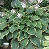 Hosta Frost Giant Live Plant – 5.25" Pot Perennial Shade Plant - Image 1