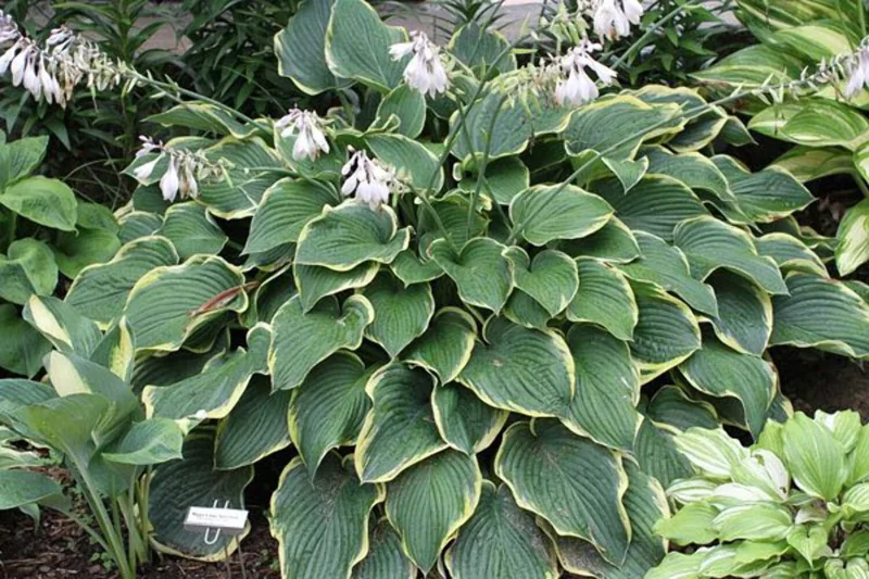 Hosta Frost Giant Live Plant – 5.25" Pot Perennial Shade Plant Hosta Frost Giant Live Plant – 5.25" Pot Perennial Shade Plant - Image 1