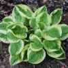 Hosta Fruit Loop Perennial Live Plant – Shade Loving Foliage – 5.25 inch Pot - Image 1