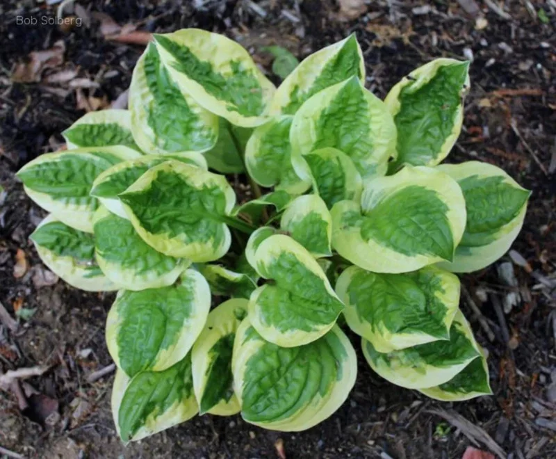 Hosta Fruit Loop Perennial Live Plant – Shade Loving Foliage – 5.25 inch Pot Hosta Fruit Loop Perennial Live Plant – Shade Loving Foliage – 5.25 inch Pot - Image 1