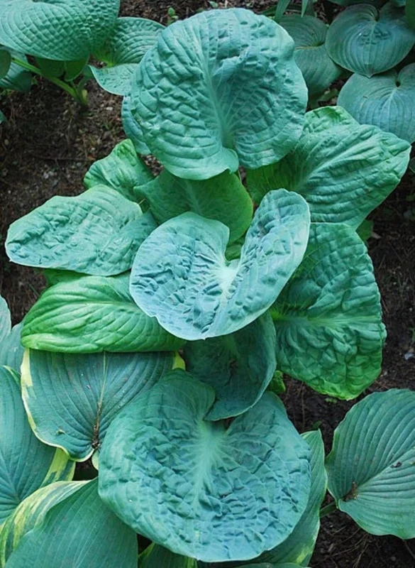 Hosta Generation X Live Plant – Perennial Shade Plant in 5.25" Pot Hosta Generation X Live Plant – Perennial Shade Plant in 5.25" Pot - Image 2