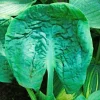 Hosta Generation X Live Plant – Perennial Shade Plant in 5.25" Pot - Image 1