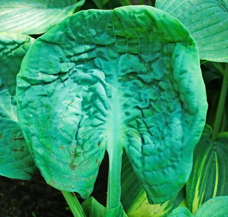 Hosta Generation X Live Plant – Perennial Shade Plant in 5.25" Pot Hosta Generation X Live Plant – Perennial Shade Plant in 5.25" Pot - Image 1