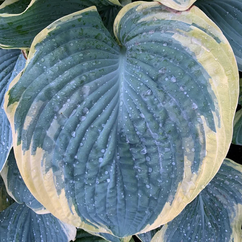 Hosta 'Gigantosaurus' Perennial Plant - Giant Foliage for Shade Gardens - Image 2