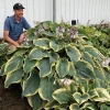Hosta 'Gigantosaurus' Perennial Plant - Giant Foliage for Shade Gardens Hosta 'Gigantosaurus' Perennial Plant - Giant Foliage for Shade Gardens - Image 1
