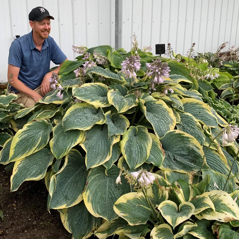 Hosta 'Gigantosaurus' Perennial Plant - Giant Foliage for Shade Gardens - Image 1