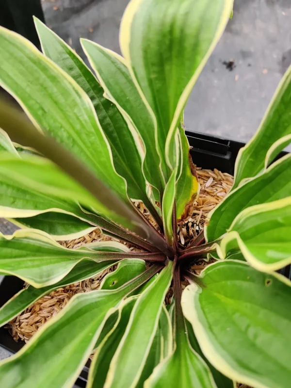 Hosta Grateful Red Live Plant – 5.25" Pot – Perennial Shade Plant Hosta Grateful Red Live Plant – 5.25" Pot – Perennial Shade Plant - Image 2