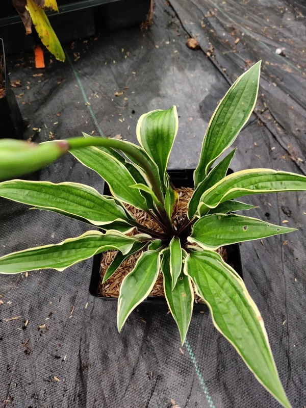 Hosta Grateful Red Live Plant – 5.25" Pot – Perennial Shade Plant Hosta Grateful Red Live Plant – 5.25" Pot – Perennial Shade Plant - Image 1