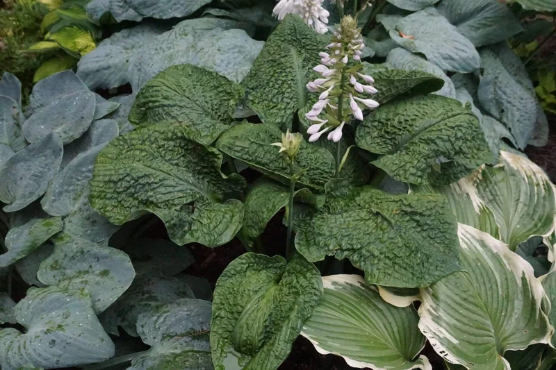 Hosta Hogwarts Live Plant – 5.25" Pot Well Rooted Perennial Shade Plant - Image 1
