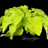 Hosta Honey Dripper Live Plant – Perennial Shade Plant – 5.25 inch Pot Hosta Honey Dripper Live Plant – Perennial Shade Plant – 5.25 inch Pot - Image 1