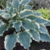 Hosta 'Hope Springs Eternal' Live Plant – 5.25" Pot Perennial Outdoor Hosta 'Hope Springs Eternal' Live Plant – 5.25" Pot Perennial Outdoor - Image 1