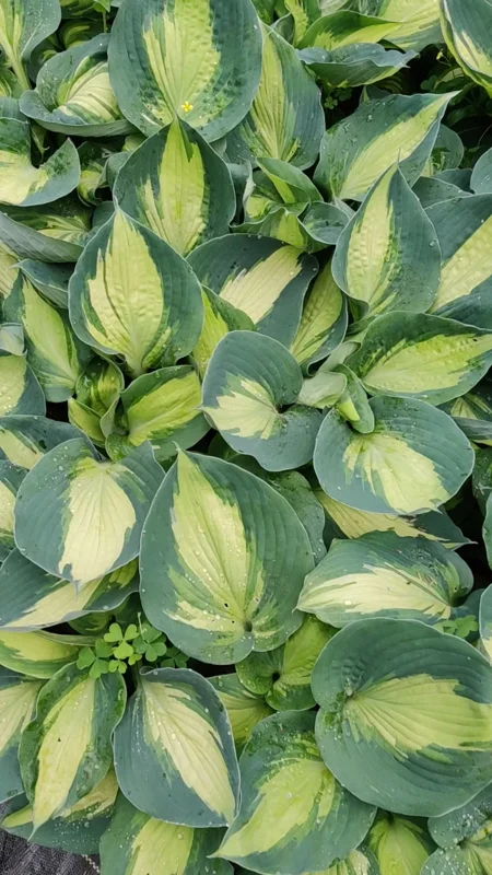 Hosta Hudson Bay Perennial Plant - 5.25 inch Pot - Live Shade Plant Hosta Hudson Bay Perennial Plant - 5.25 inch Pot - Live Shade Plant - Image 2
