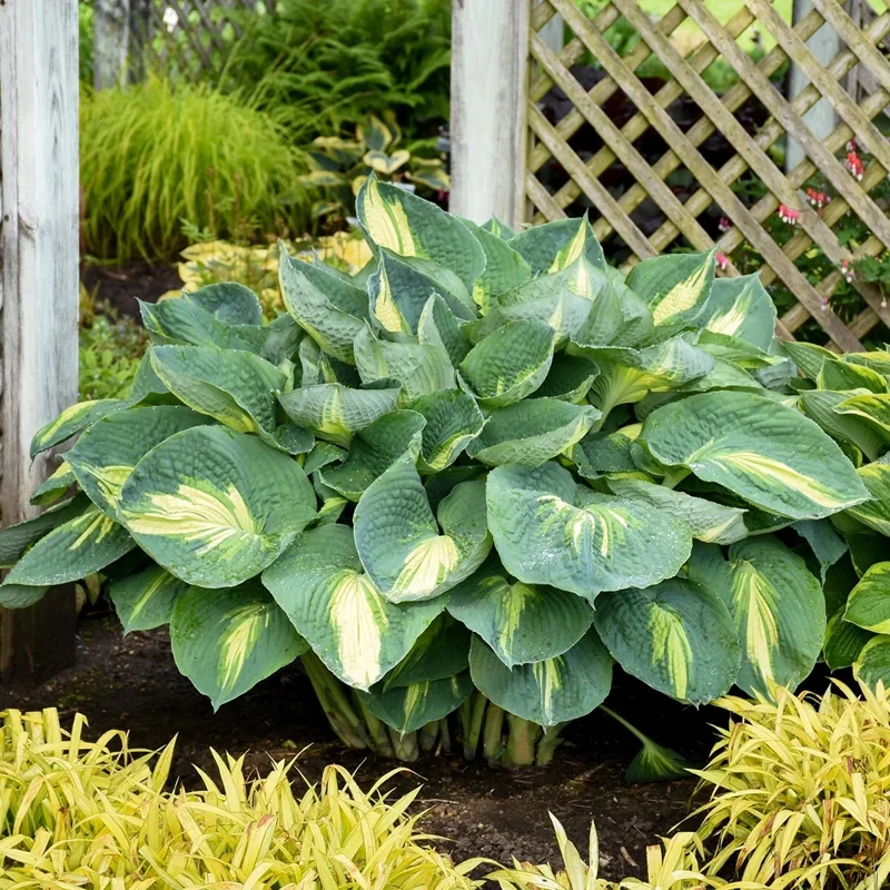 Hosta Hudson Bay Perennial Plant - 5.25 inch Pot - Live Shade Plant Hosta Hudson Bay Perennial Plant - 5.25 inch Pot - Live Shade Plant - Image 3