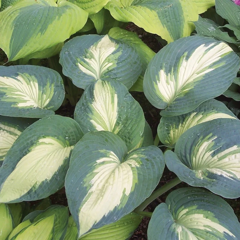 Hosta Hudson Bay Perennial Plant - 5.25 inch Pot - Live Shade Plant Hosta Hudson Bay Perennial Plant - 5.25 inch Pot - Live Shade Plant - Image 4