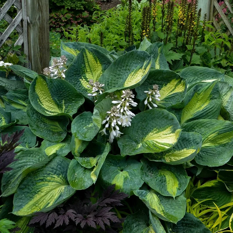 Hosta Hudson Bay Perennial Plant - 5.25 inch Pot - Live Shade Plant Hosta Hudson Bay Perennial Plant - 5.25 inch Pot - Live Shade Plant - Image 5