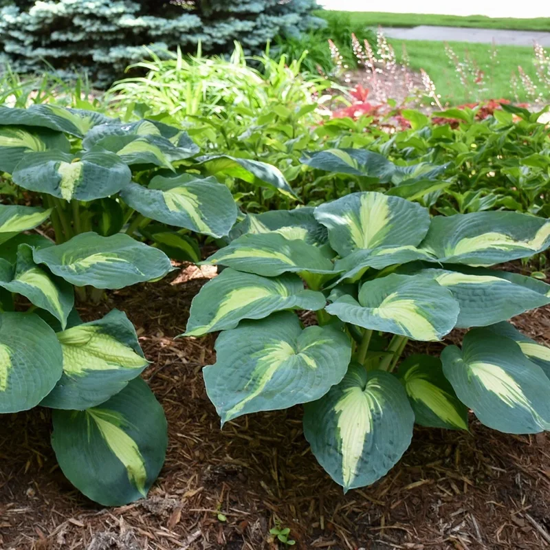 Hosta Hudson Bay Perennial Plant - 5.25 inch Pot - Live Shade Plant Hosta Hudson Bay Perennial Plant - 5.25 inch Pot - Live Shade Plant - Image 6