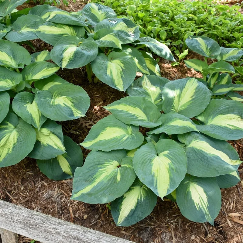 Hosta Hudson Bay Perennial Plant - 5.25 inch Pot - Live Shade Plant Hosta Hudson Bay Perennial Plant - 5.25 inch Pot - Live Shade Plant - Image 7