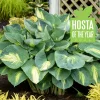 Hosta Hudson Bay Perennial Plant - 5.25 inch Pot - Live Shade Plant Hosta Hudson Bay Perennial Plant - 5.25 inch Pot - Live Shade Plant - Image 1
