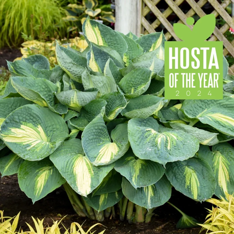 Hosta Hudson Bay Perennial Plant - 5.25 inch Pot - Live Shade Plant Hosta Hudson Bay Perennial Plant - 5.25 inch Pot - Live Shade Plant - Image 1