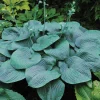 Hosta Humpback Whale Live Plant – 5.25" Pot Perennial Shade Hosta Humpback Whale Live Plant – 5.25" Pot Perennial Shade - Image 1