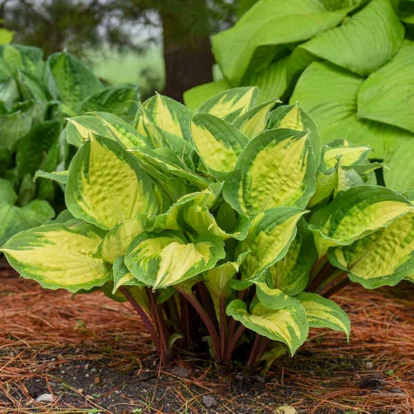 Hosta 'Island Breeze' Live Perennial Plant - Vibrant Outdoor Foliage - Image 2