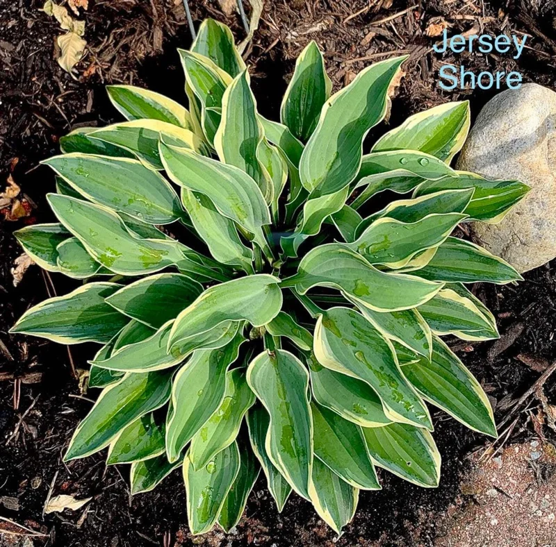 Hosta Jersey Shore Live Plant – 5.25 inch Pot, Well Rooted Perennial Shade Hosta Jersey Shore Live Plant – 5.25 inch Pot, Well Rooted Perennial Shade - Image 2