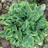 Hosta Jersey Shore Live Plant – 5.25 inch Pot, Well Rooted Perennial Shade - Image 1