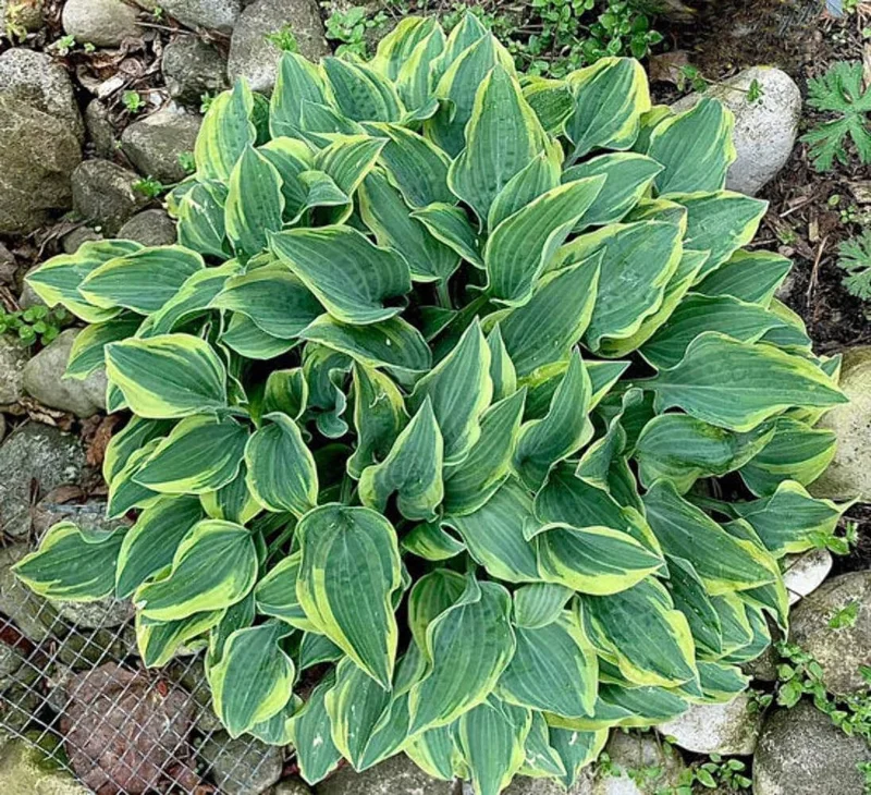 Hosta Jersey Shore Live Plant – 5.25 inch Pot, Well Rooted Perennial Shade Hosta Jersey Shore Live Plant – 5.25 inch Pot, Well Rooted Perennial Shade - Image 1