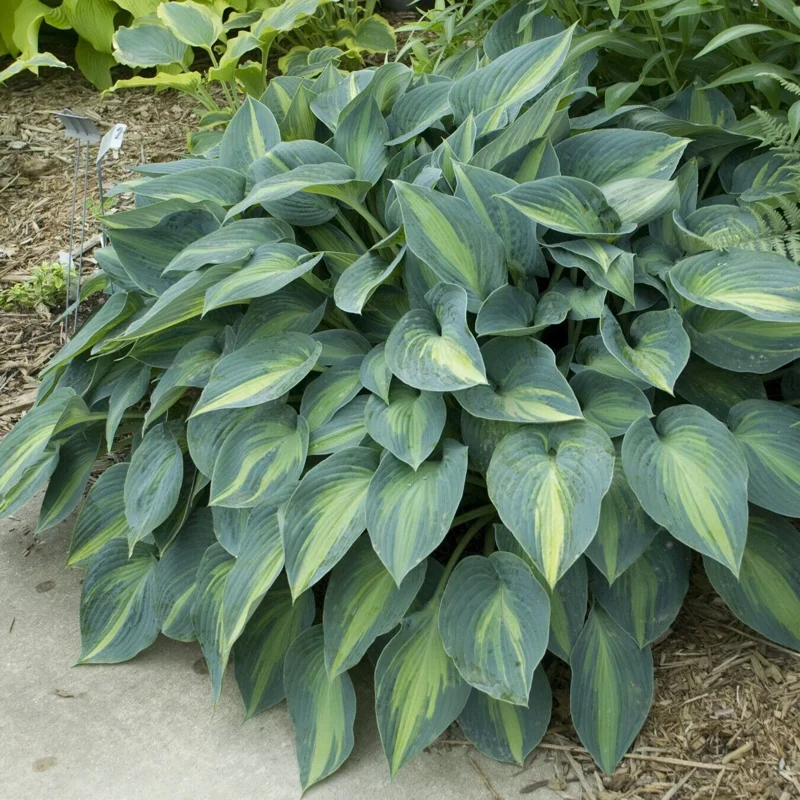 Hosta June Live Plant 5.25" Pot - Perennial Shade Plant Colorful Foliage - Image 2