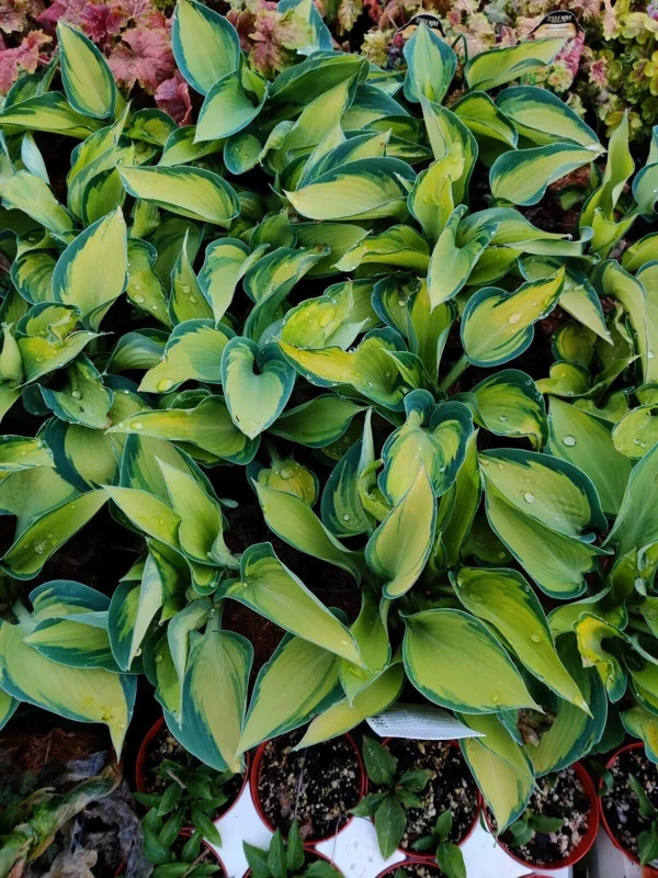 Hosta June Live Plant 5.25" Pot - Perennial Shade Plant Colorful Foliage Hosta June Live Plant 5.25" Pot - Perennial Shade Plant Colorful Foliage - Image 4