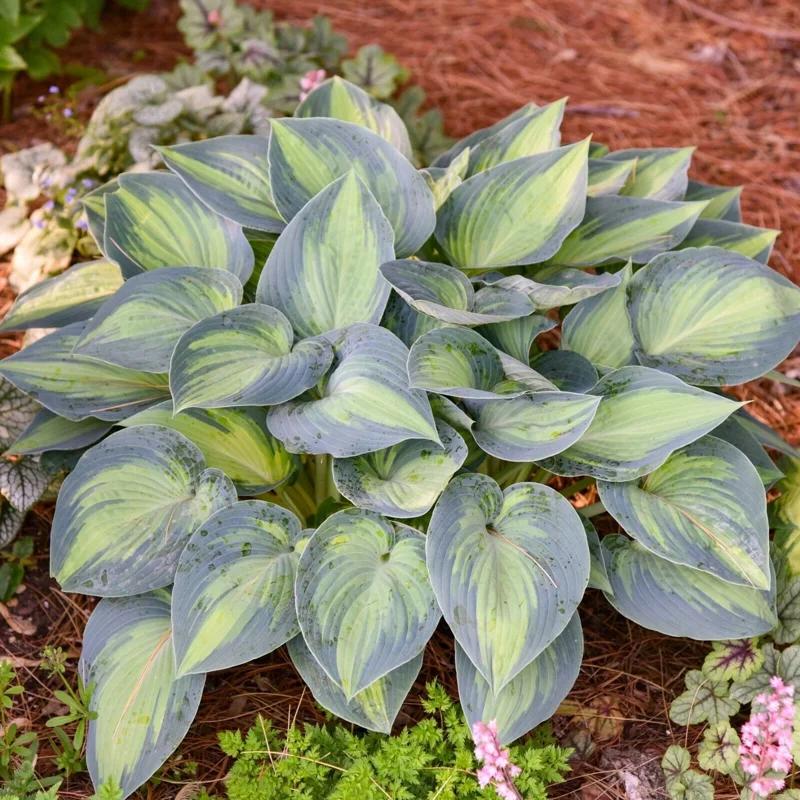 Hosta June Live Plant 5.25" Pot - Perennial Shade Plant Colorful Foliage - Image 1