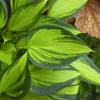 Hosta June Spirit Live Plant - 5.25" Pot, Well Rooted Perennial Shade Plant Hosta June Spirit Live Plant - 5.25" Pot, Well Rooted Perennial Shade Plant - Image 1