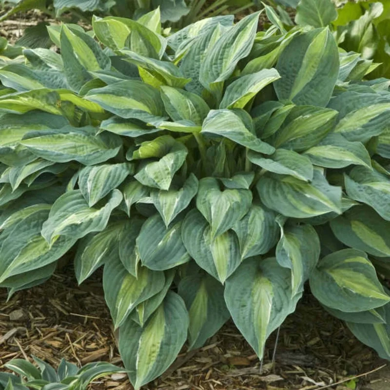 Hosta Kiwi Full Monty Live Plant – 5.25" Pot – Perennial Shade Plant for Gardens - Image 2