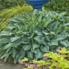 Hosta Kiwi Full Monty Live Plant – 5.25" Pot – Perennial Shade Plant for Gardens Hosta Kiwi Full Monty Live Plant – 5.25" Pot – Perennial Shade Plant for Gardens - Image 1