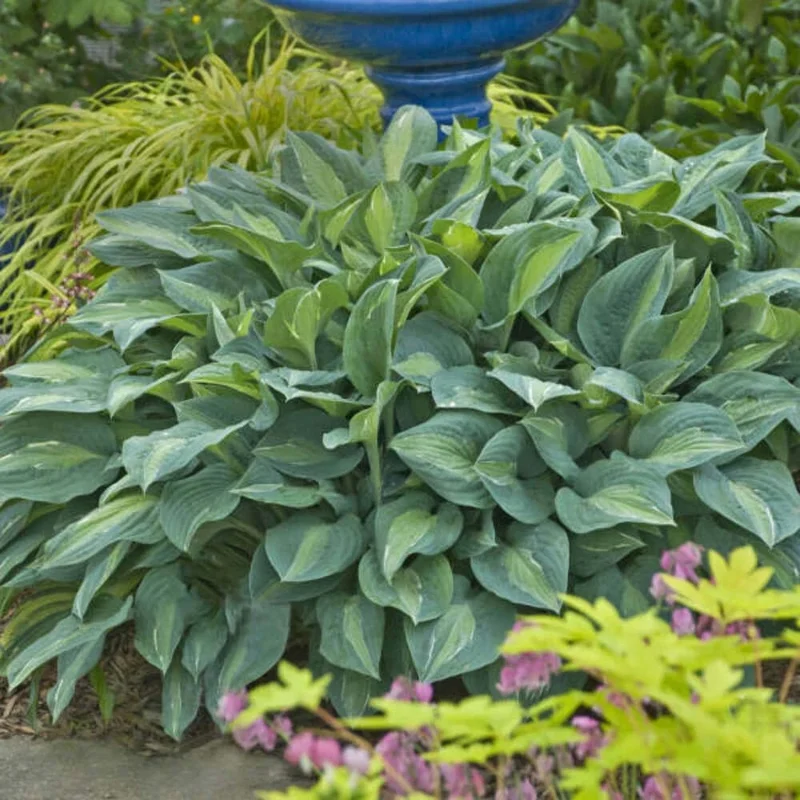 Hosta Kiwi Full Monty Live Plant – 5.25" Pot – Perennial Shade Plant for Gardens - Image 1