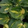 Hosta Lakeside Paisley Print Live Plant - 5.25" Pot, Well Rooted Perennial for Shade - Image 1