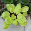 Hosta Lemon Kiss Live Plant – 5.25" Pot – Well Rooted Perennial Shade Plant - Image 1