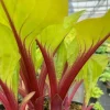 Hosta Lemon Snap Live Plant - 5.25" Pot - Perennial Shade Plant - Image 1