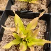 Hosta Light the Match Live Plant – 5.25" Pot – Perennial Shade Blusher - Image 1