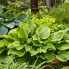 Hosta Lone Star Live Plant, 5.25" Pot, Well-Rooted Perennial Shade Plant Hosta Lone Star Live Plant, 5.25" Pot, Well-Rooted Perennial Shade Plant - Image 1