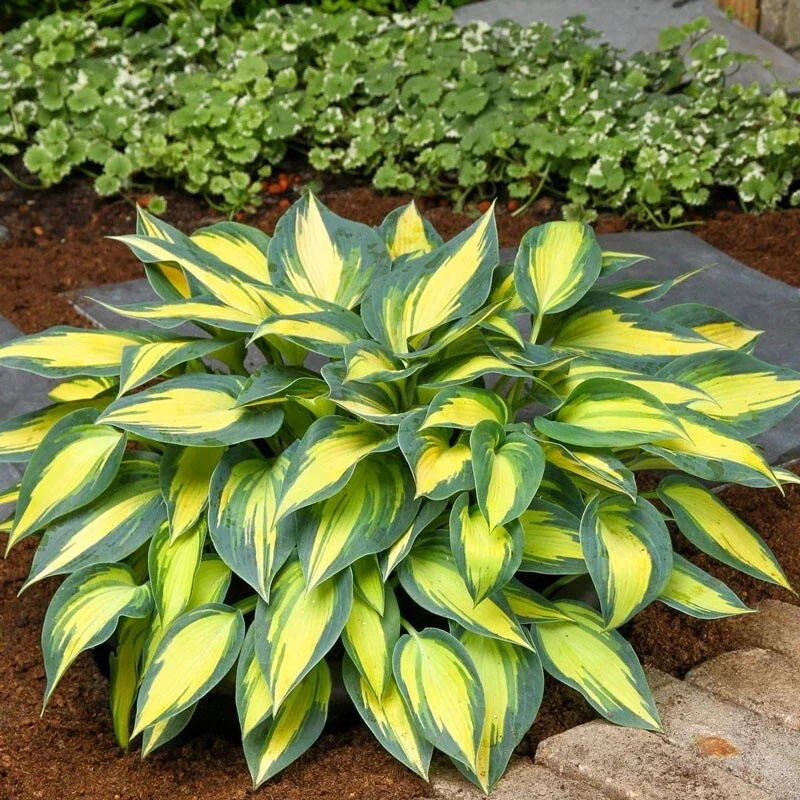 Hosta Magic Island Live Plant – Perennial Shade Plant – 5.25" Pot – Outdoor Hosta Magic Island Live Plant – Perennial Shade Plant – 5.25" Pot – Outdoor - Image 1