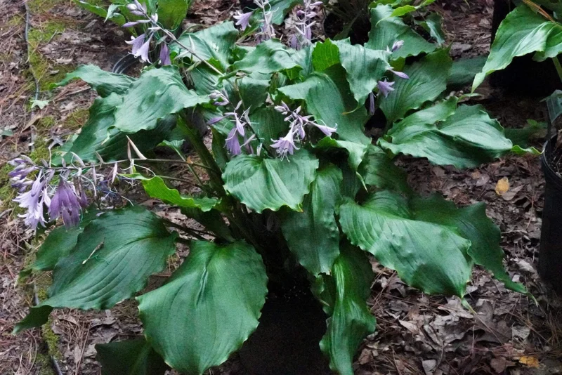 Hosta Mercy Me Live Plant – Perennial Shade Plant – Shiny Wavy Leaves Hosta Mercy Me Live Plant – Perennial Shade Plant – Shiny Wavy Leaves - Image 1