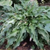 Hosta Minstrel Magic Live Plant – 5.25" Pot Perennial Shade Plant - Image 1